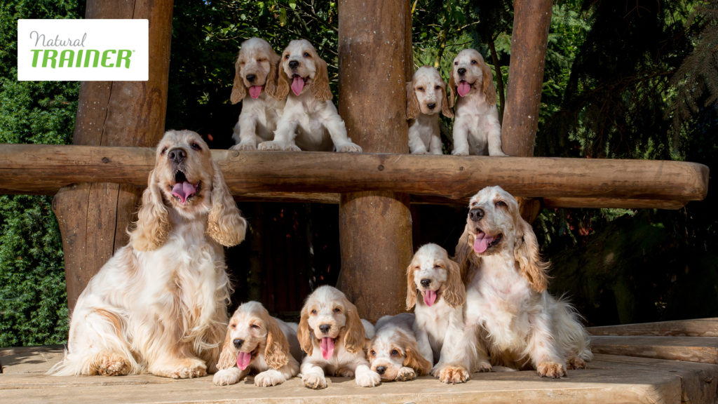 Quale alimentazione scegliere per il vostro cane?