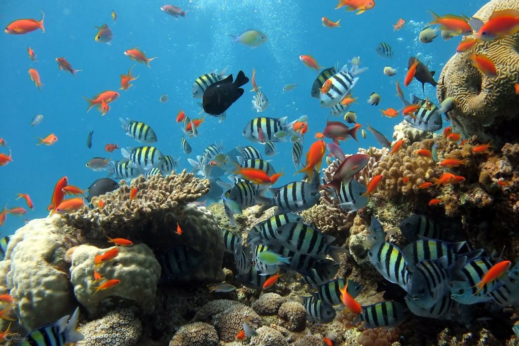 Pompa per acquario: a cosa serve e come sceglierla