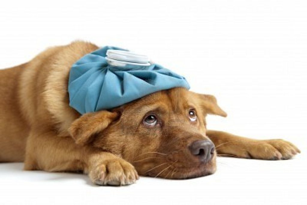 5 problemi di salute del cane che potete risolvere facilmente